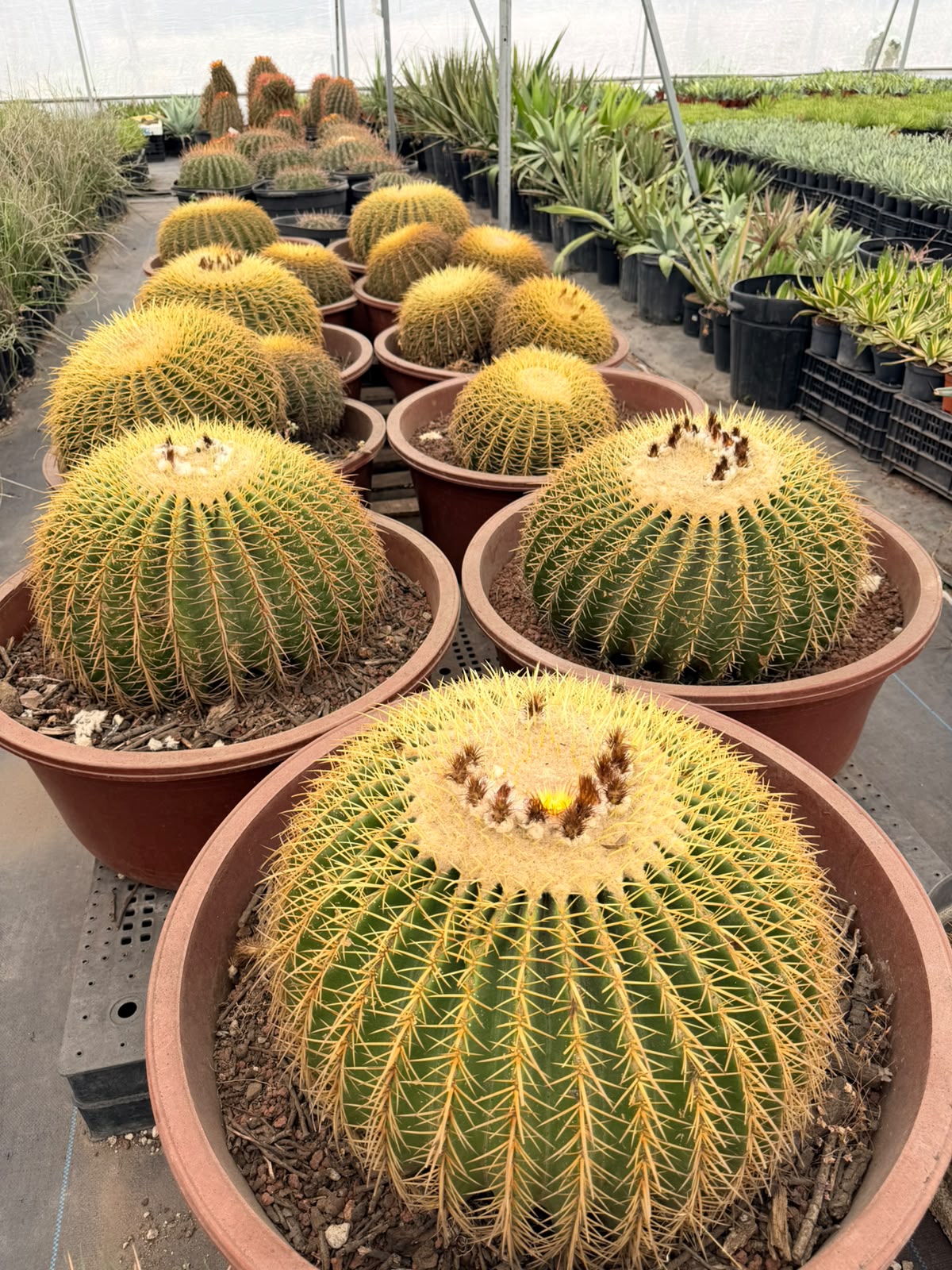Cultivo de Cactáceas Esféricas