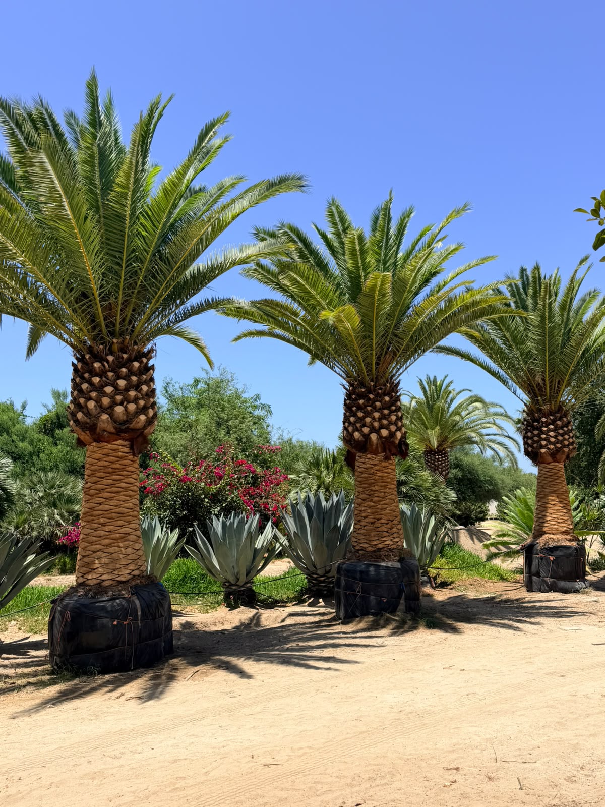 Palmeras de Gran Formato